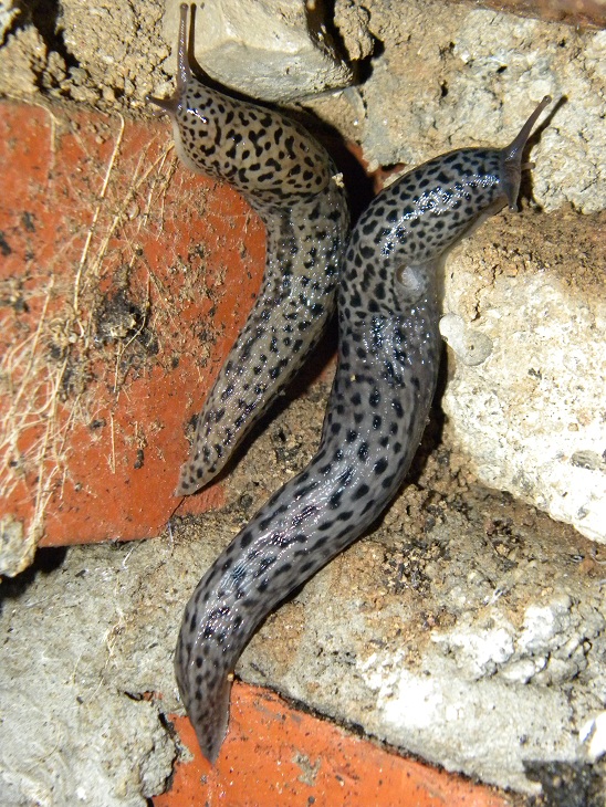 Limax maximus da Viggi (VA)